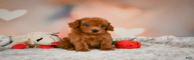Chip