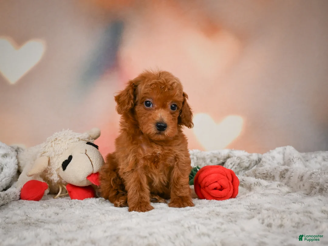 Toy Poodle dogs for sale: Chip - Ad 1