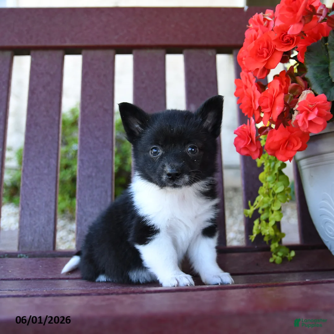 Mixed Breed dogs for sale: Bits - Ad 1