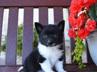 Mixed Breed dogs for sale: Bits - Ad 3