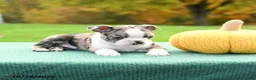 Boston Terrier dogs for sale: Ned - Ad 5