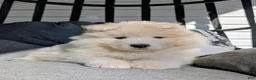 Samoyed dogs for sale: Benji - Ad 3