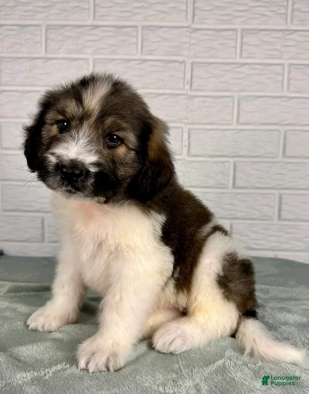 Saint Berdoodles dogs for sale: Duke - Ad 4