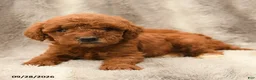 Miniature Poodle dogs for sale: Millie - Ad 2