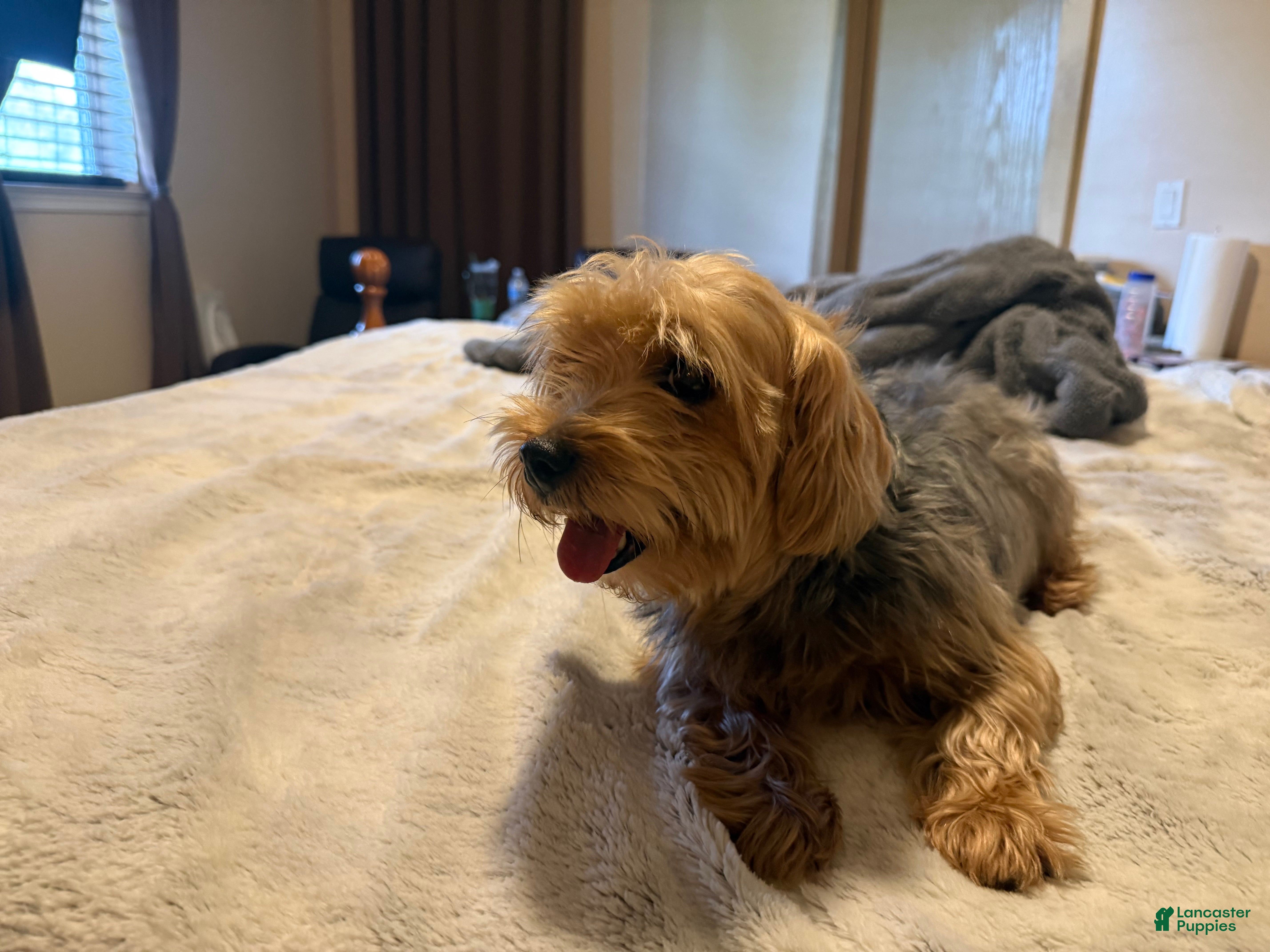 Yorkshire Terrier dogs Ivory - Ad 2