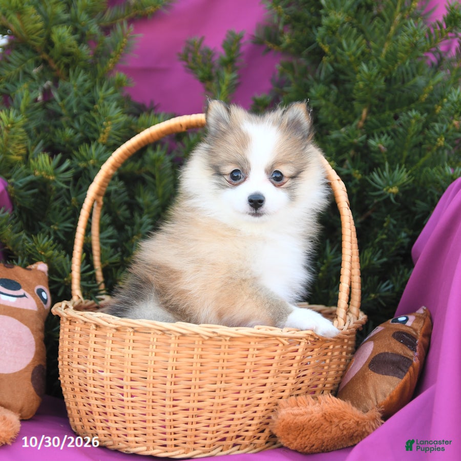 Pomeranian dogs for sale: Lucky - Ad 1