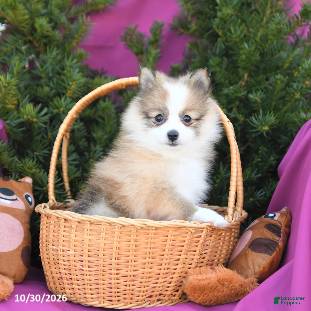 Pomeranian dogs for sale: Lucky - Ad 1