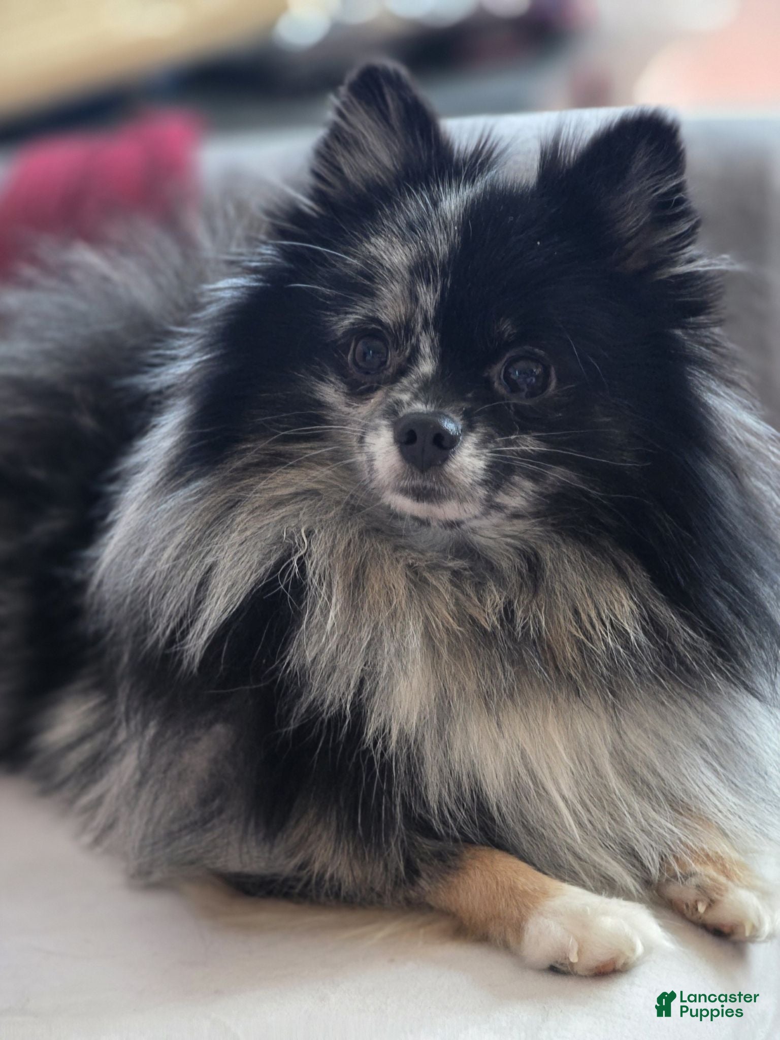Pomeranian dogs Split Face Merle - Harley - Ad 1