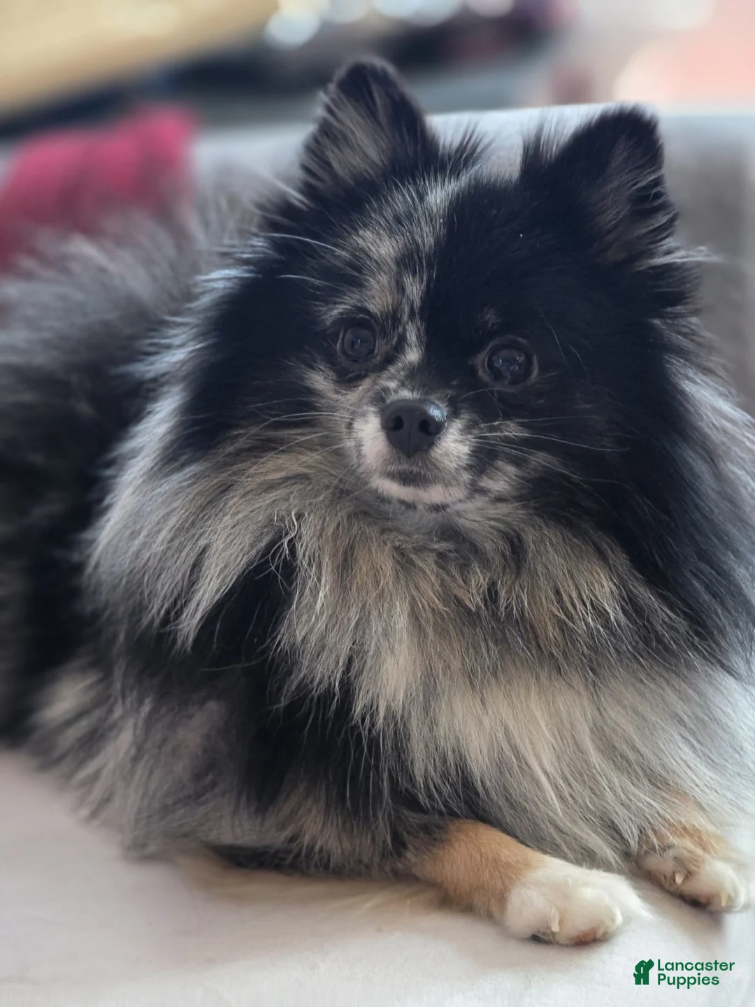 Pomeranian dogs for sale: Split Face Merle - Harley - Ad 1