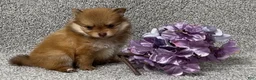 Pomeranian dogs for sale: Kane - Ad 2
