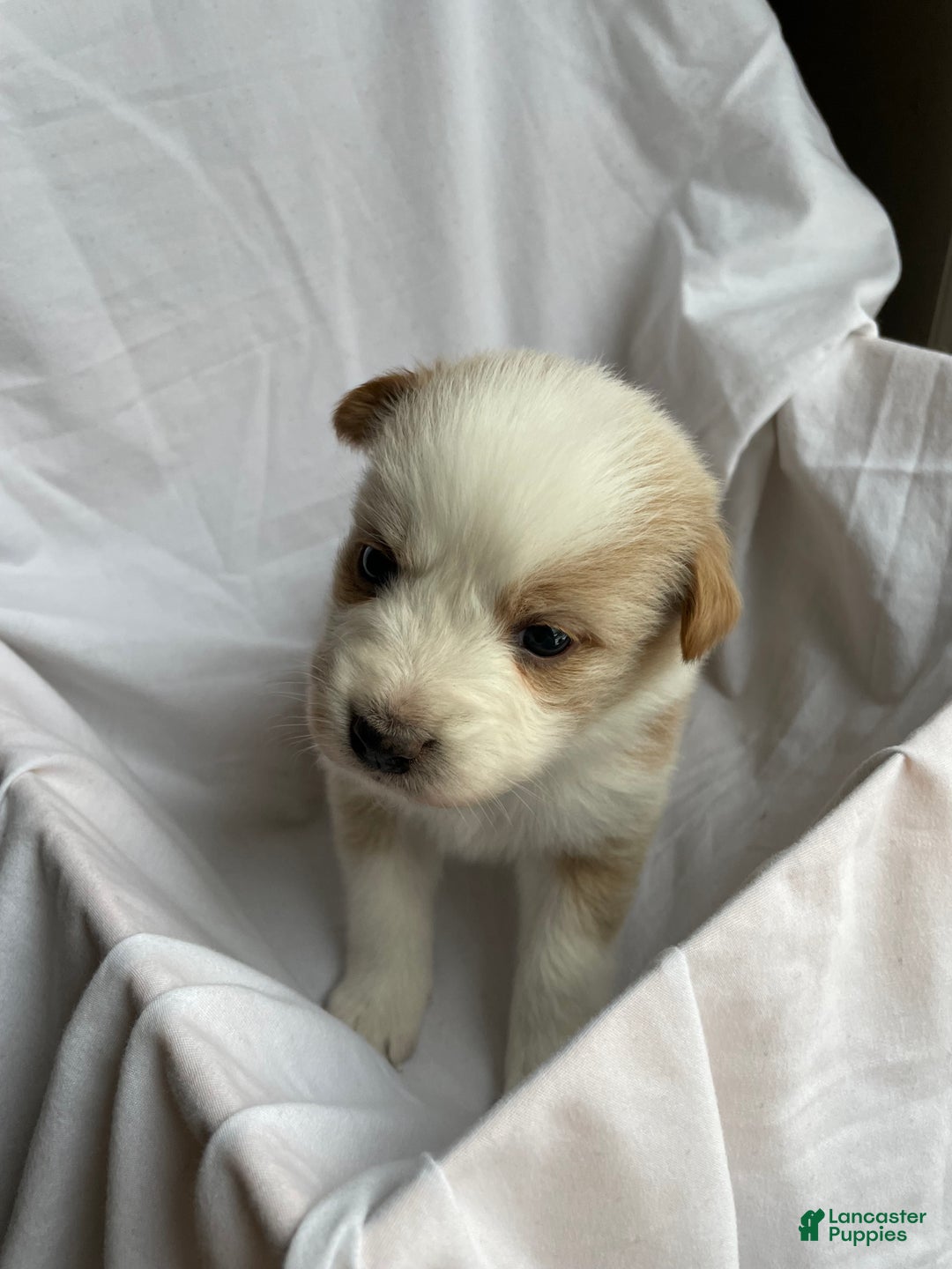Australian Shepherd dogs for sale: Chance - Ad 19
