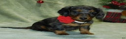 Miniature Dachshund dogs for sale: Miniature Dachshund Puppy 1 - Ad 8