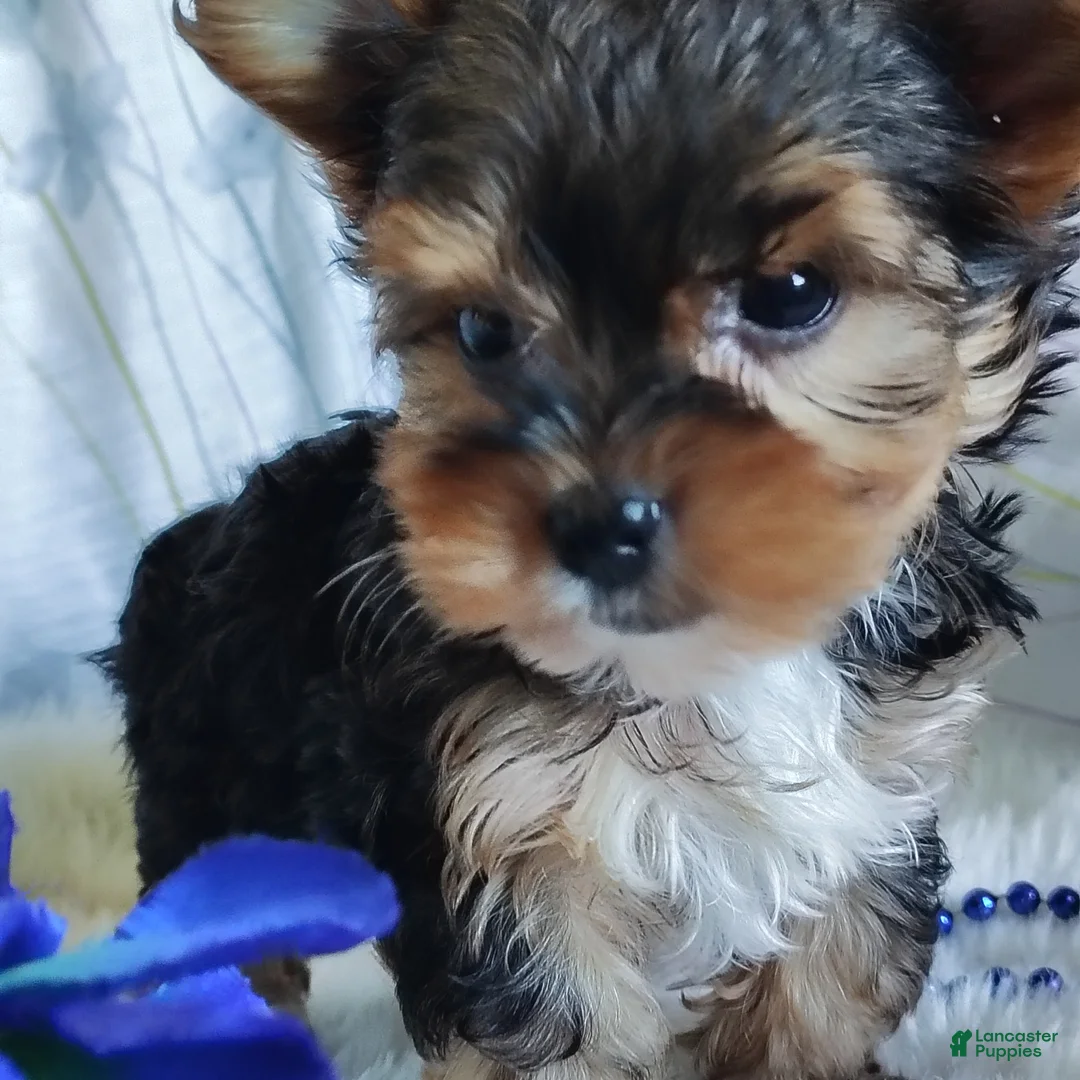 Yorkshire Terrier dogs for sale: Jesse - Ad 1
