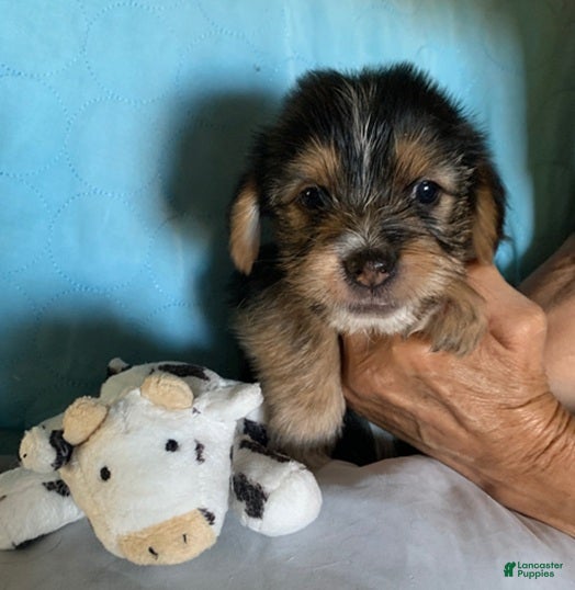 Shorkie dogs for sale: Shorkie 1 - Ad 2