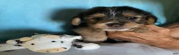 Shorkie dogs for sale: Shorkie 1 - Ad 1