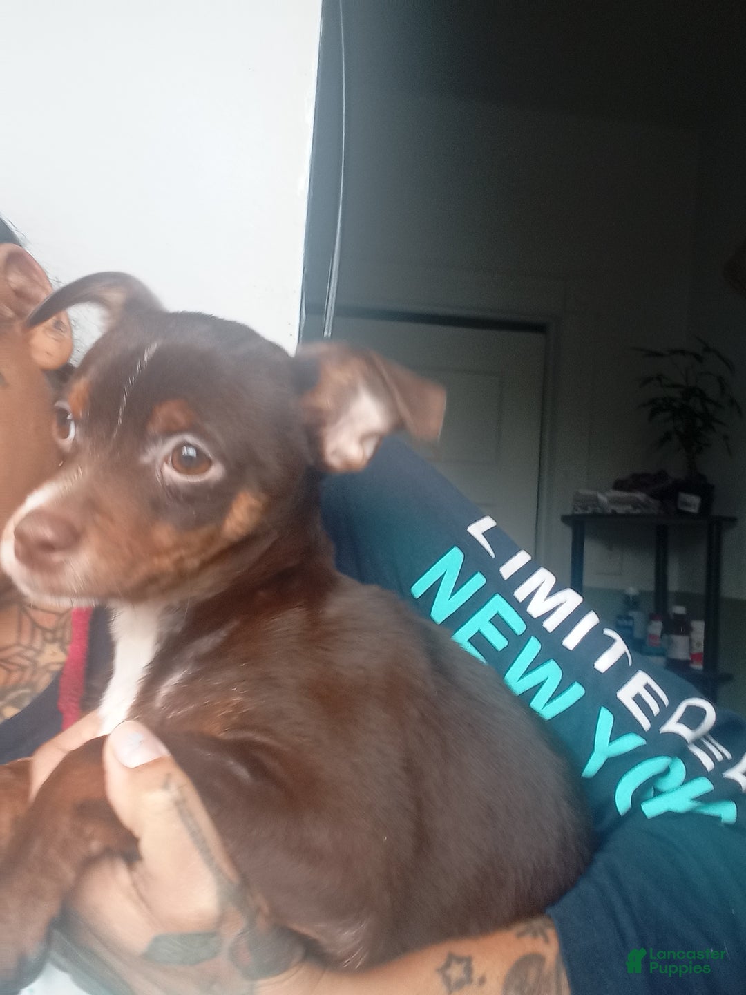 Chihuahua dogs for sale: Chocolate-Tri Chihuahua Puppy 1 - Ad 3