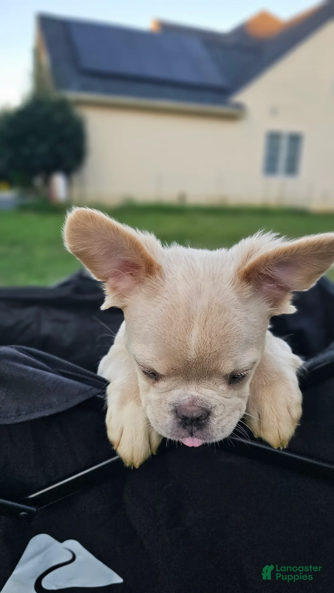 French Bulldog dogs for sale: 🐾 Cielo – Female Fluffy French Bulldog Puppy - Ad 3