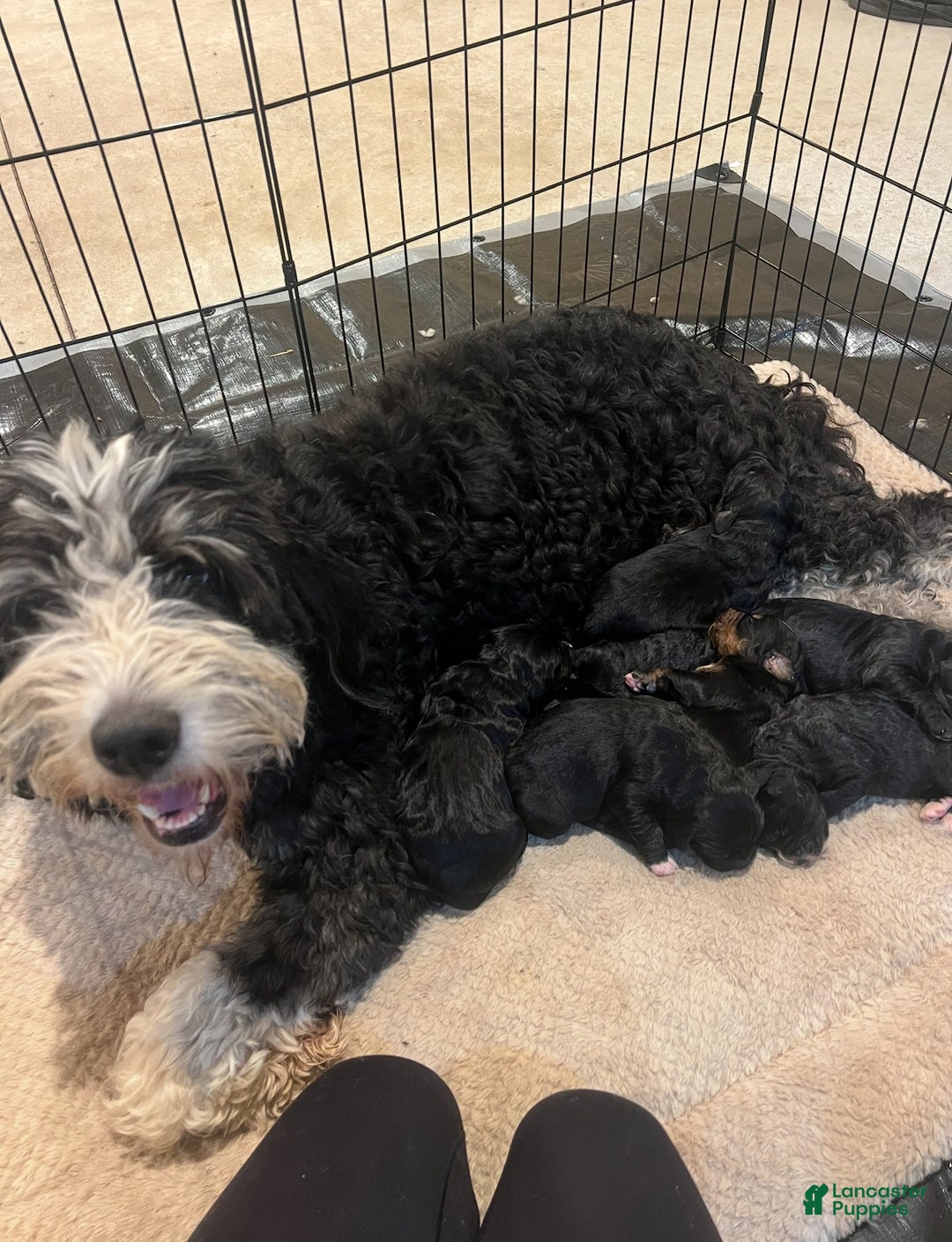 Mixed Breed dogs for sale: Cupid (Golden Mountain Doodle) - Ad 4