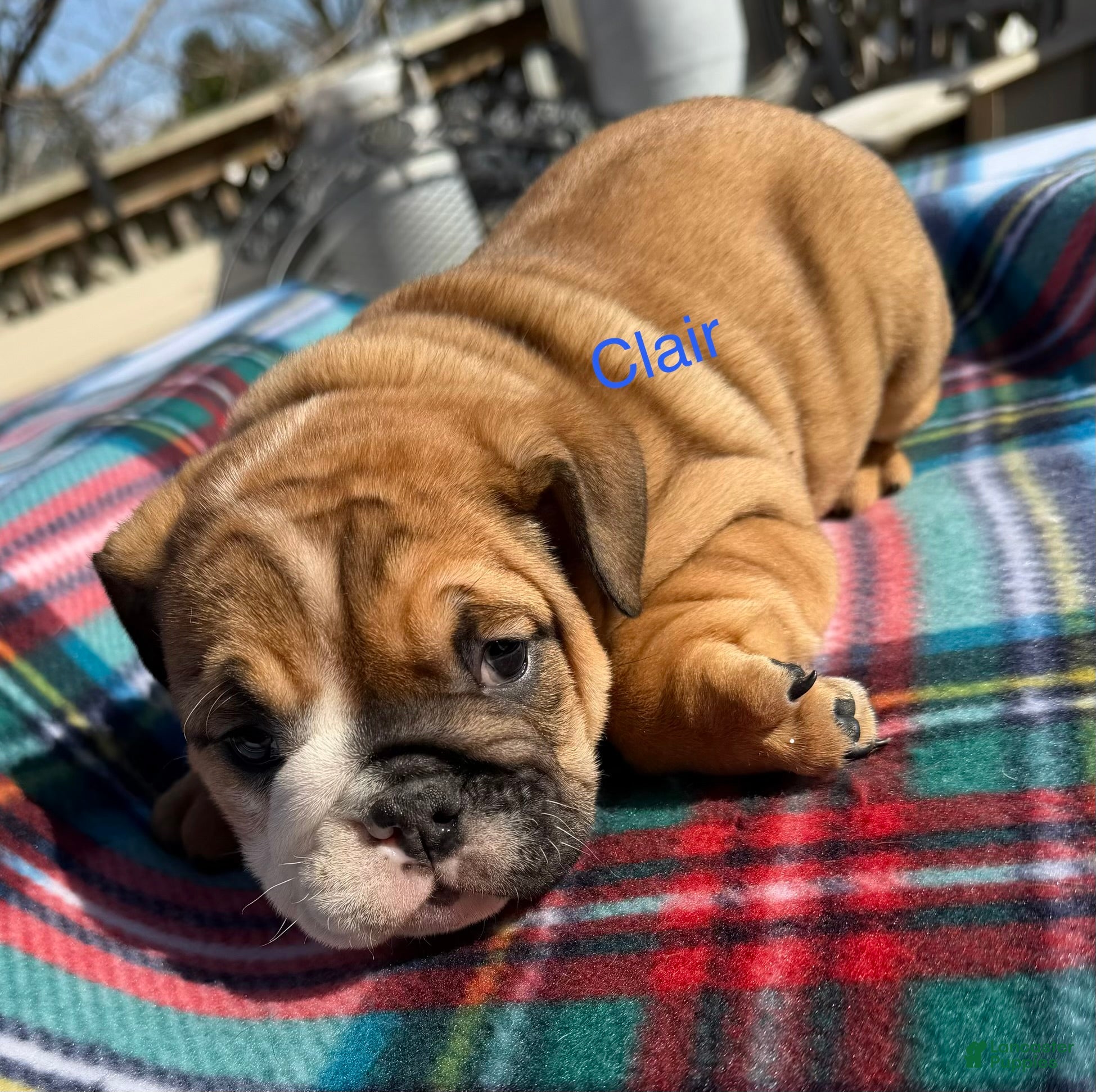 English Bulldog dogs Clair - Ad 28