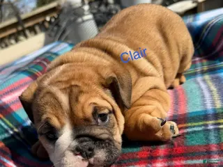 English Bulldog dogs Clair - Ad 21