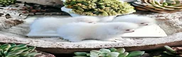Pomeranian dogs for sale: Pomeranian Puppy 1 - Ad 1
