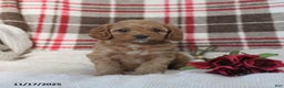 Cavapoo dogs for sale: Kathy - Ad 3