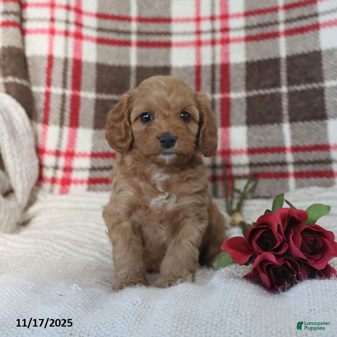 Cavapoo dogs for sale: Kathy - Ad 3