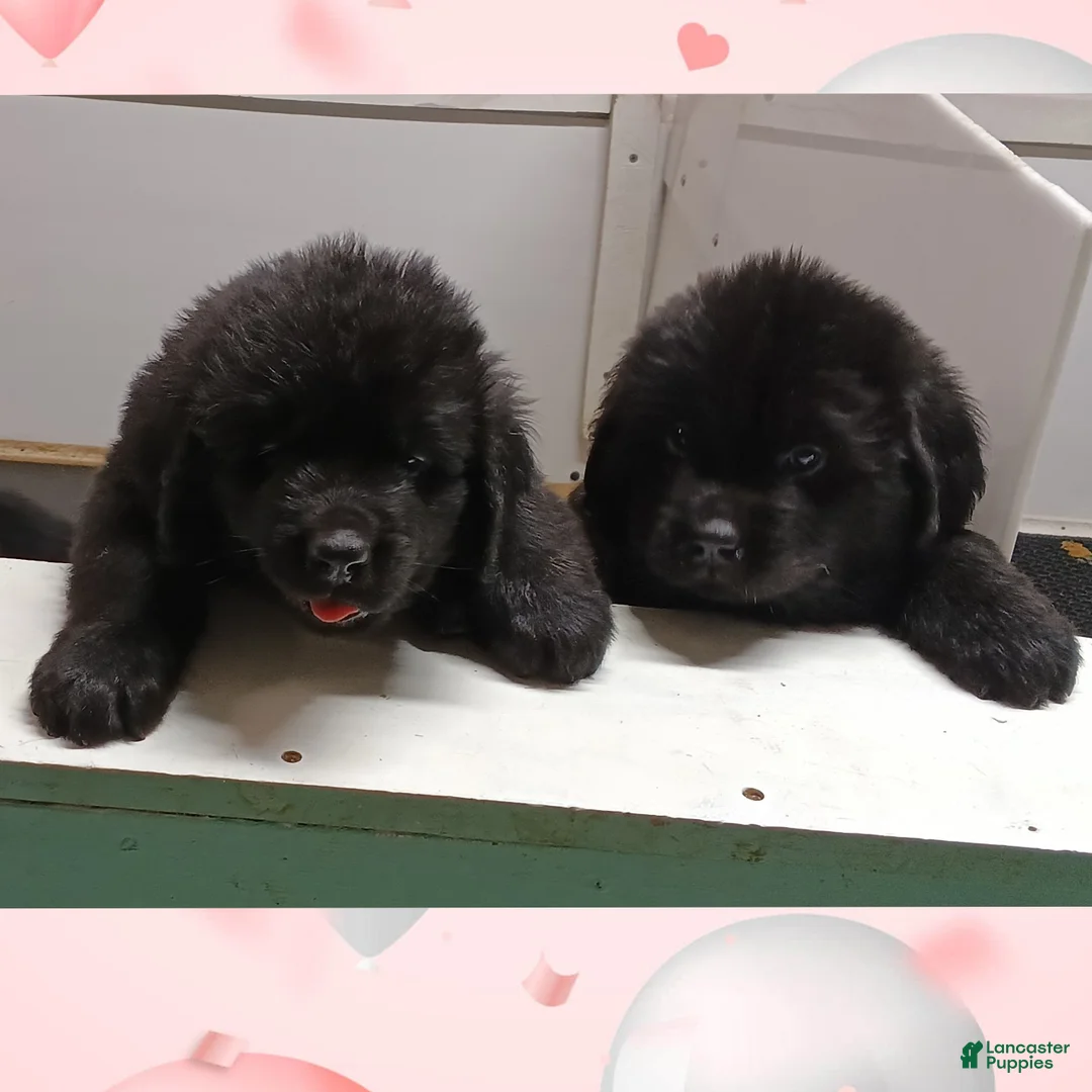 Newfoundland dogs for sale: Bear - Ad 1