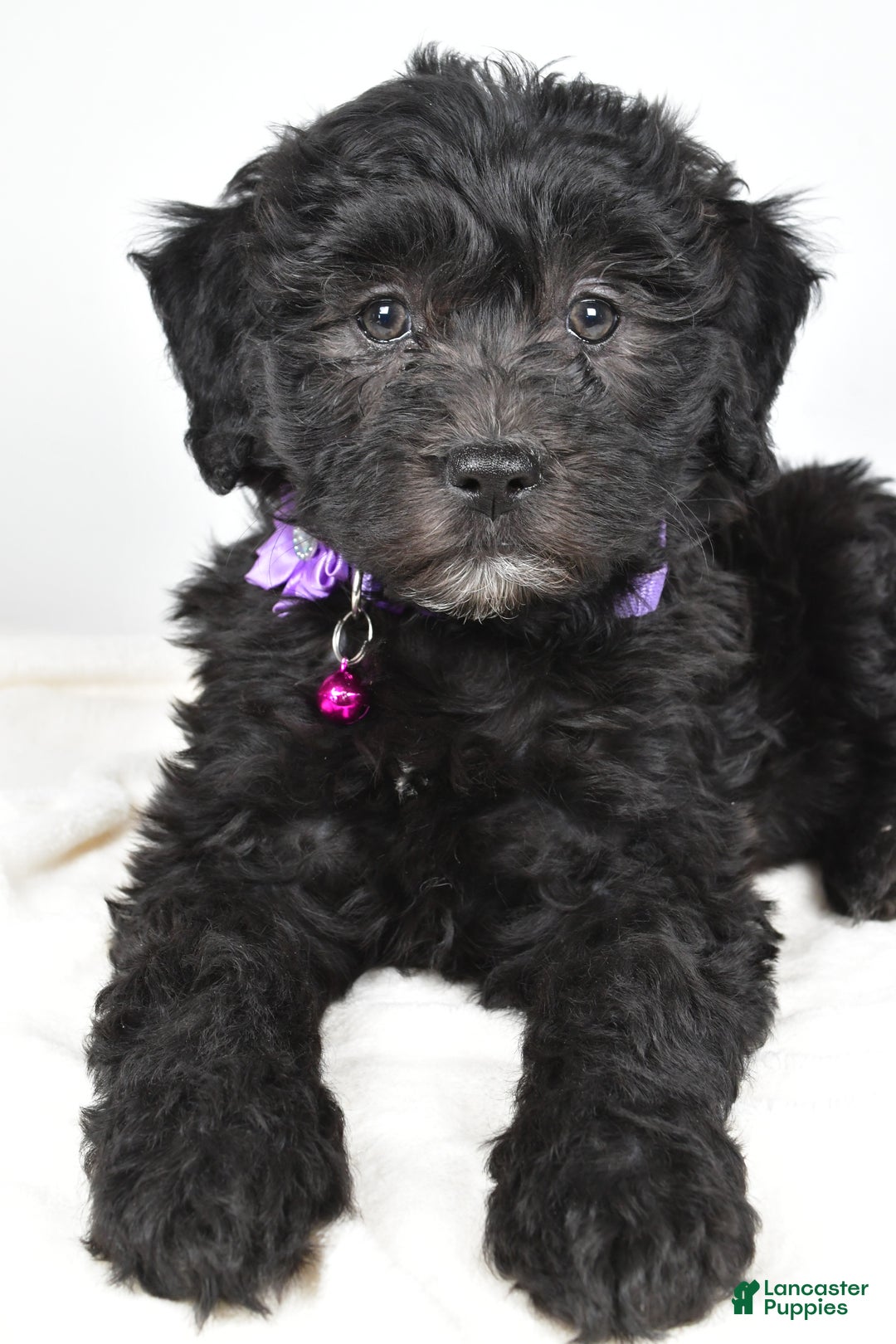 Newfypoo dogs for sale: Holly f one b - Ad 3