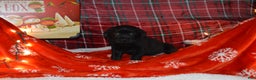 Labrador Retriever dogs for sale: Meadow - Ad 1