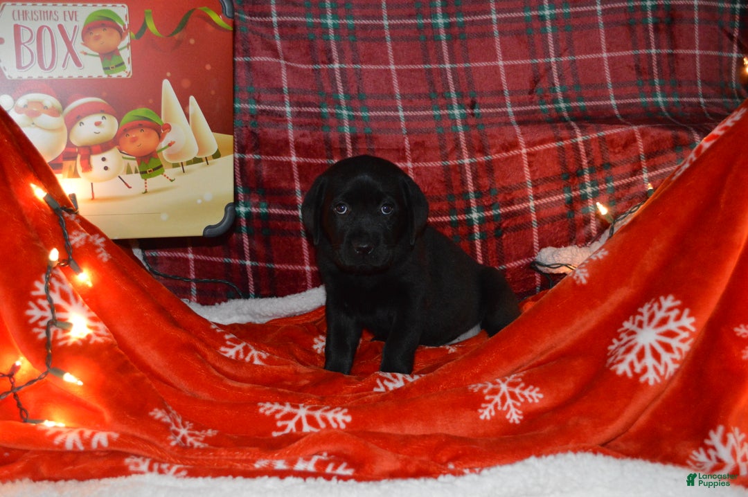 Labrador Retriever dogs for sale: Meadow - Ad 1