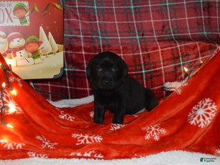 Labrador Retriever dogs Meadow - Ad 20