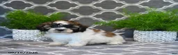 Mixed Breed dogs for sale: Fern - Ad 3