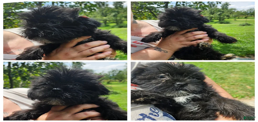 Gallery Image {{count}}