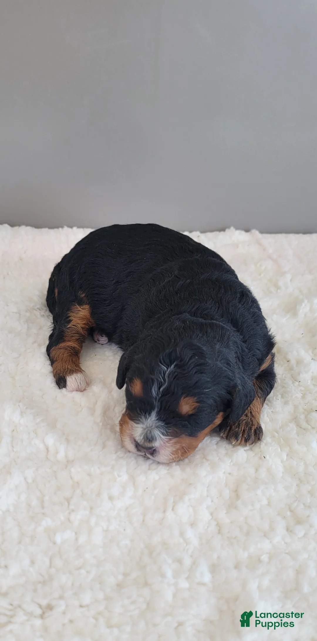 Mini Bernedoodle dogs for sale: Pearl - Ad 1