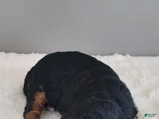 Mini Bernedoodle dogs Pearl - Ad 5