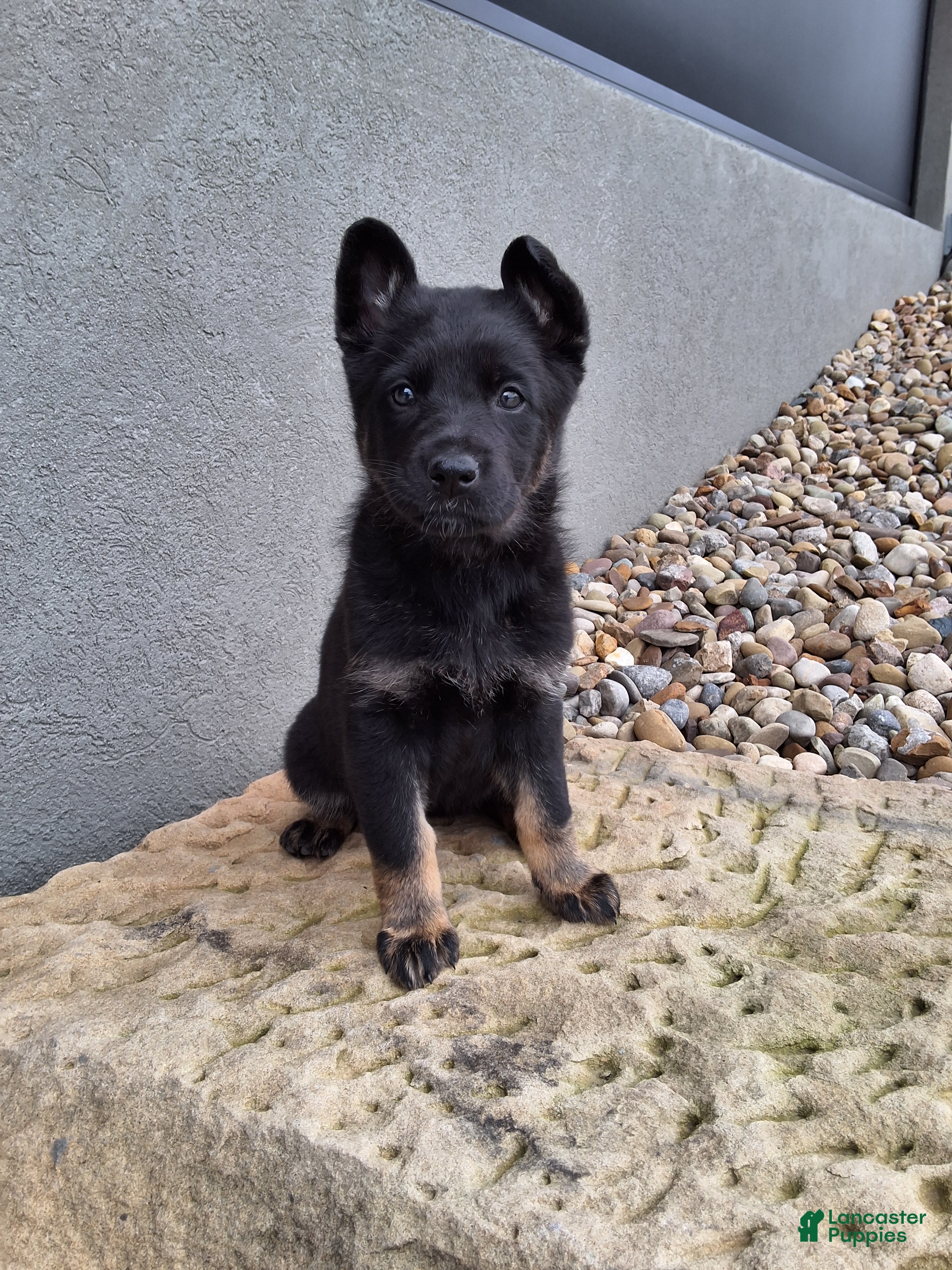 German Shepherd dogs Reba - Ad 1