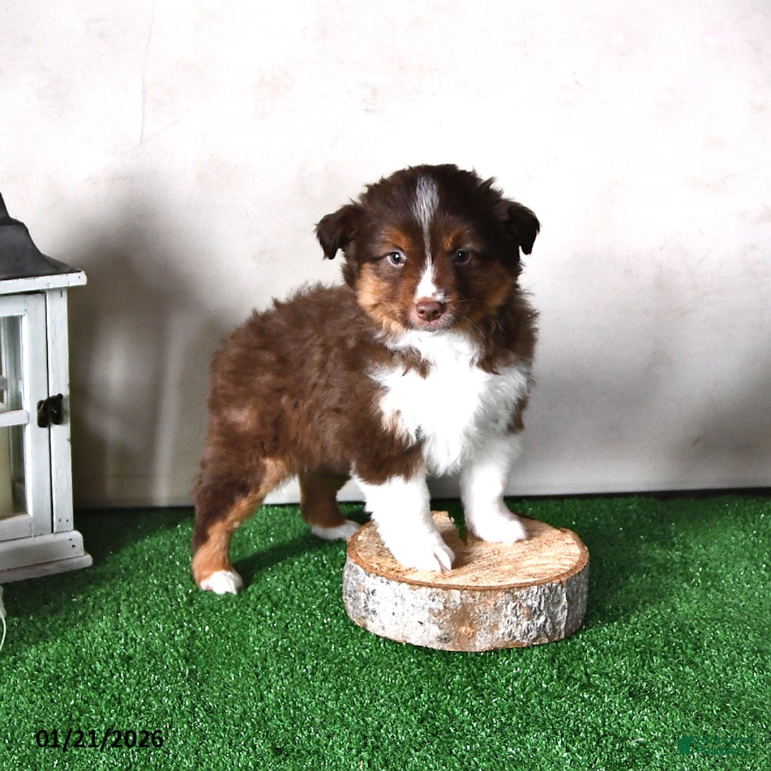 Miniature Australian Shepherd dogs for sale: Diesel - Ad 4