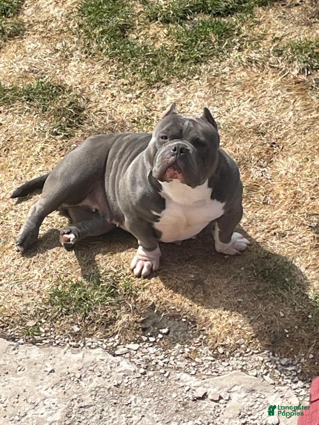 American Bulldog dogs for sale: American Bully  - Ad 4