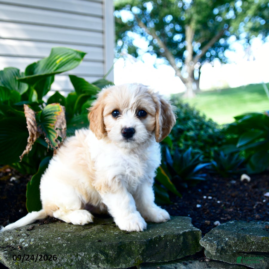 Cavachon dogs Lisa - Ad 1