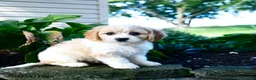 Cavachon dogs for sale: Lisa - Ad 1