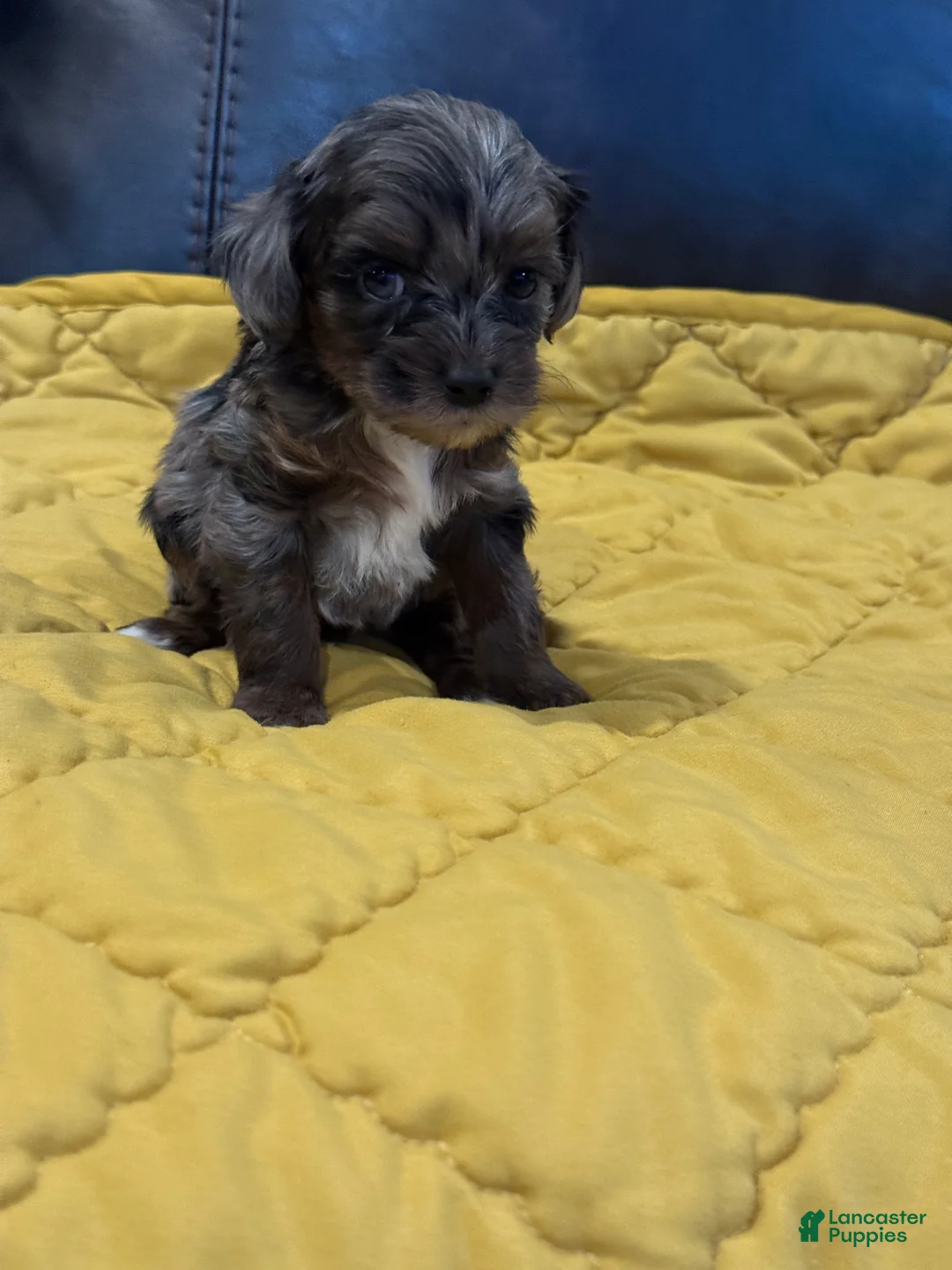 Cockapoo dogs for sale:  Coco - Ad 1
