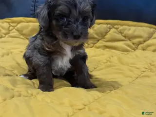 Cockapoo dogs Coco - Ad 20