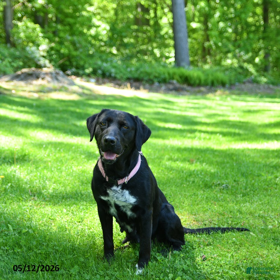 Mixed Breed dogs for sale: Roxy - Ad 1