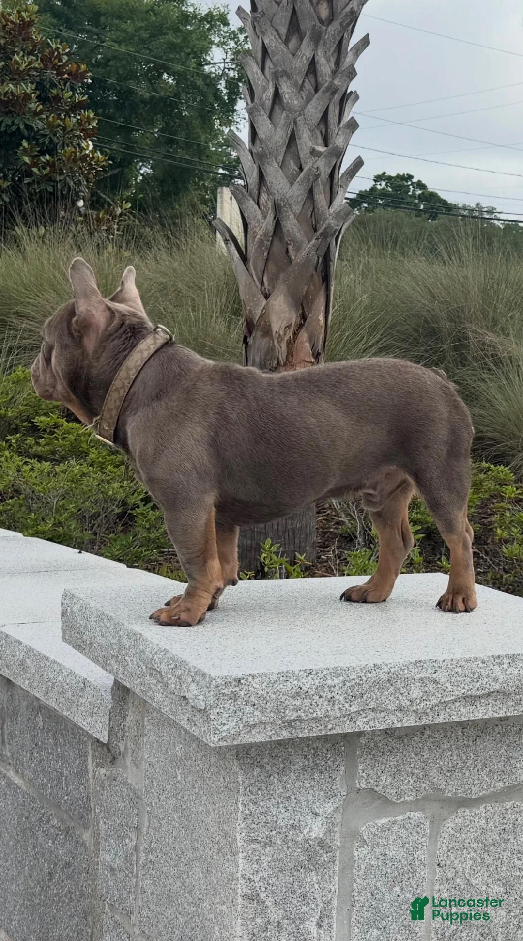 French Bulldog dogs for stud: Vinny (stud service) - Ad 2