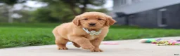 Golden Retriever dogs for sale: Ezekiel 🐶 - Ad 3