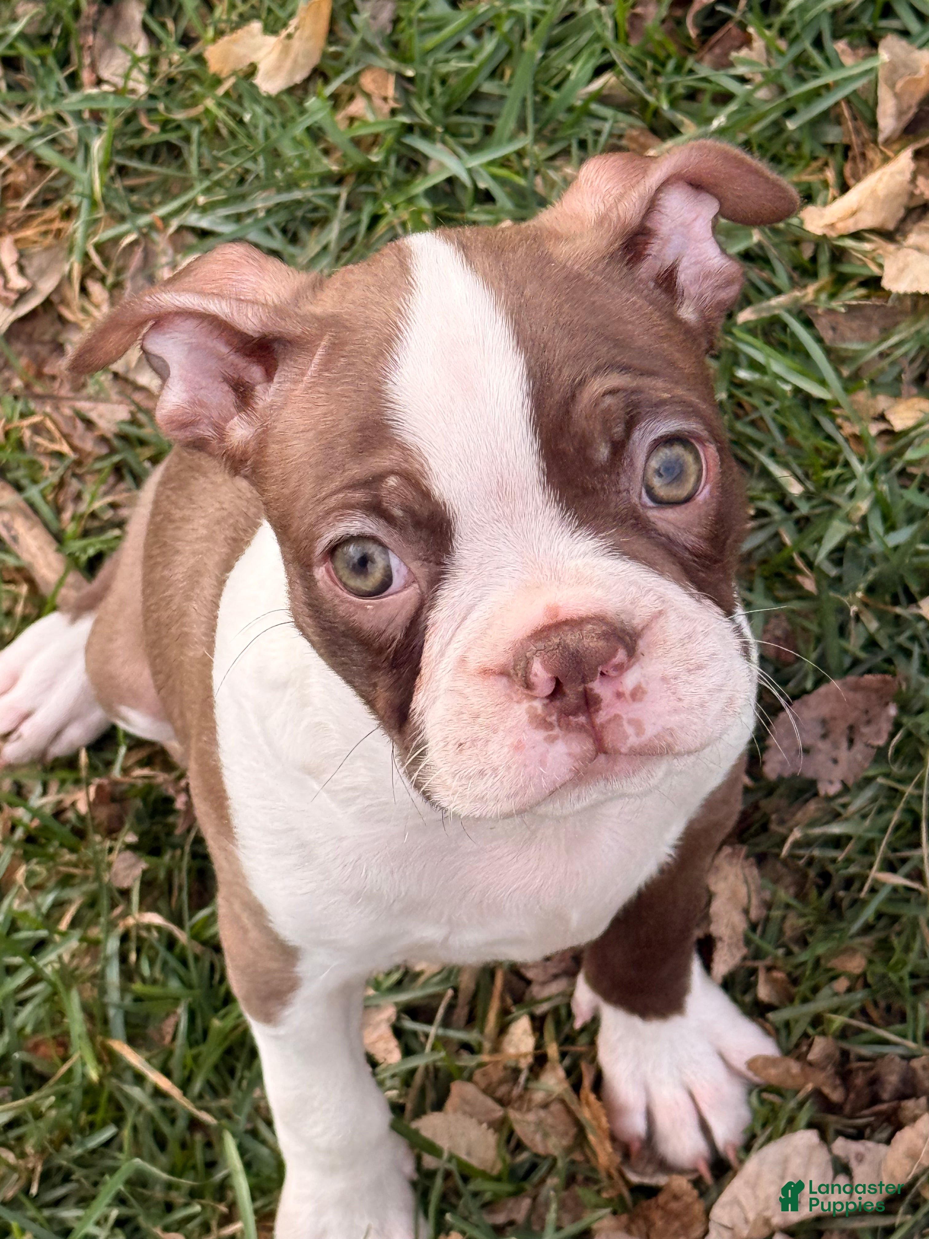Boston Terrier dogs Boston Terrier Puppy 3 - Ad 7