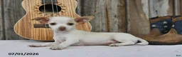 Chihuahua dogs for sale: Archie - Ad 3