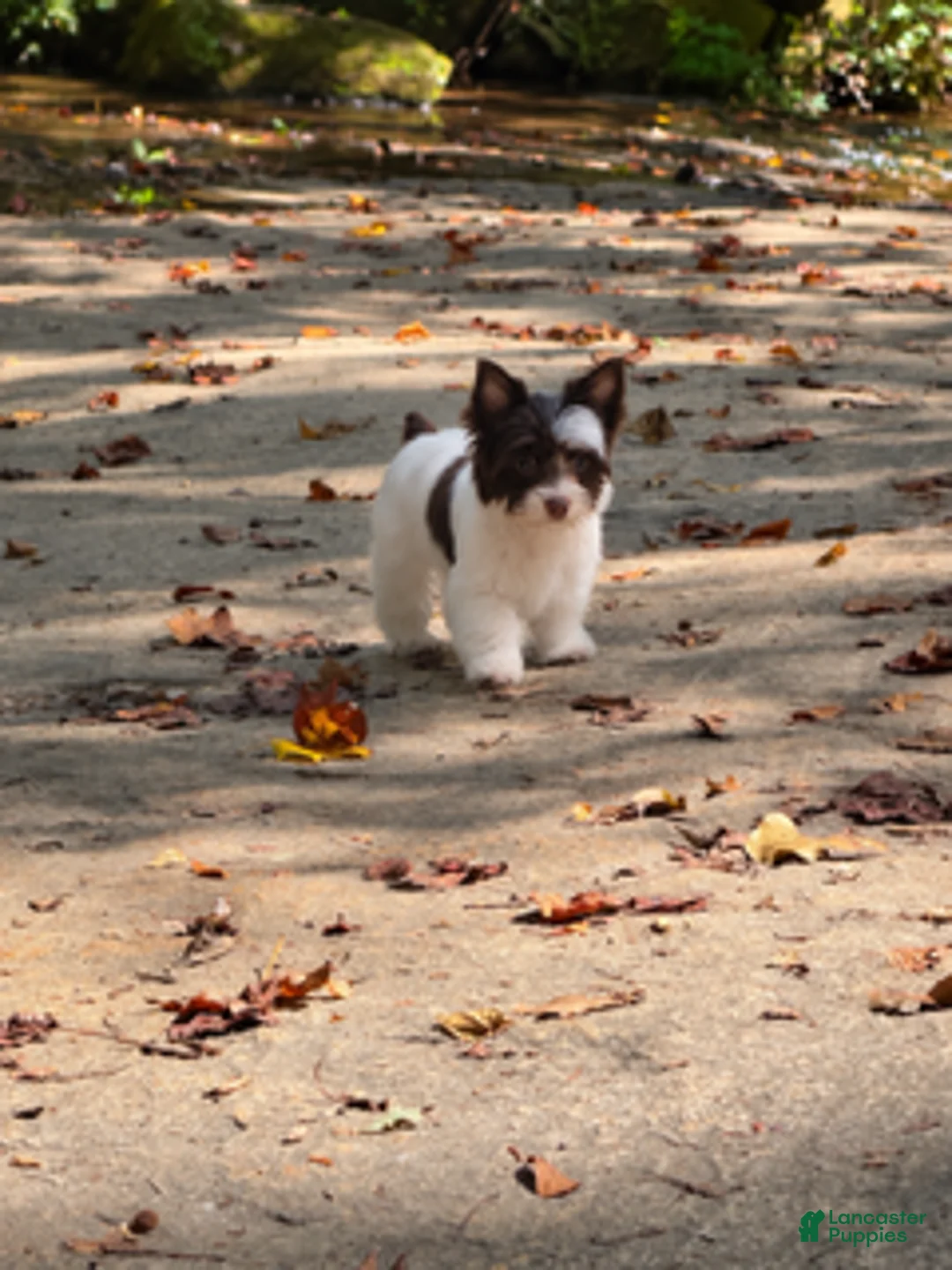 Yorkshire Terrier dogs for sale: Cookie - Ad 3