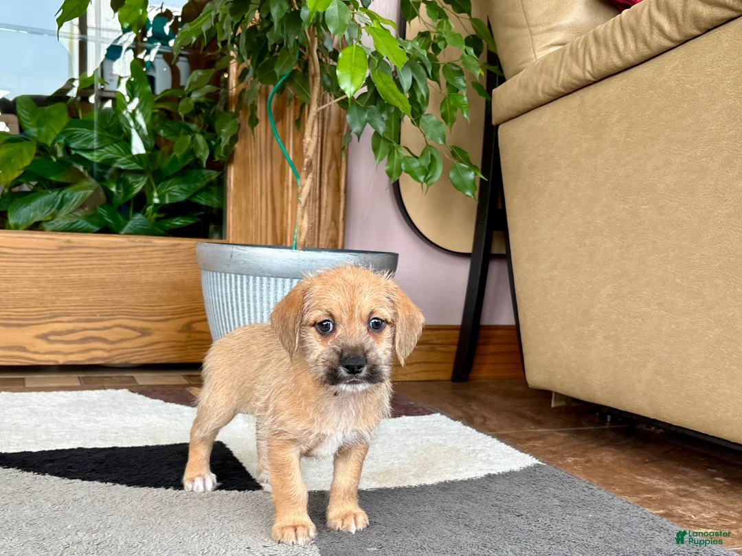 Mixed Breed dogs for sale: Larry - Ad 2